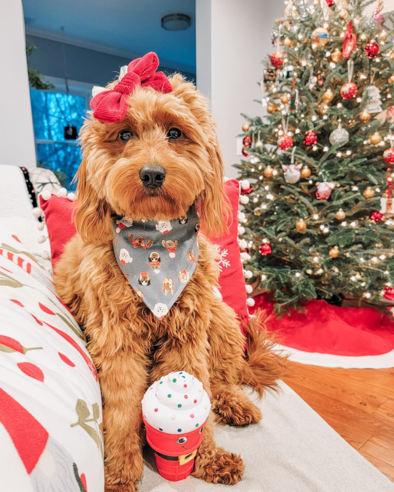 Energetic Golden Retriever Poodle Mix Pup