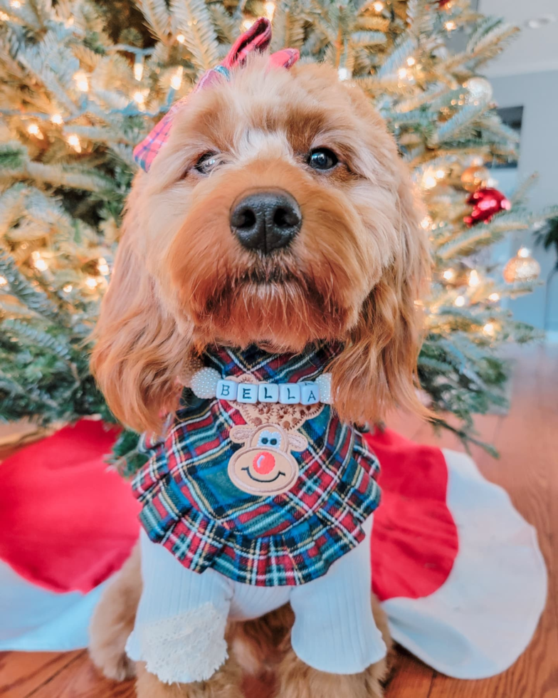 Mini Goldendoodle Being Cute