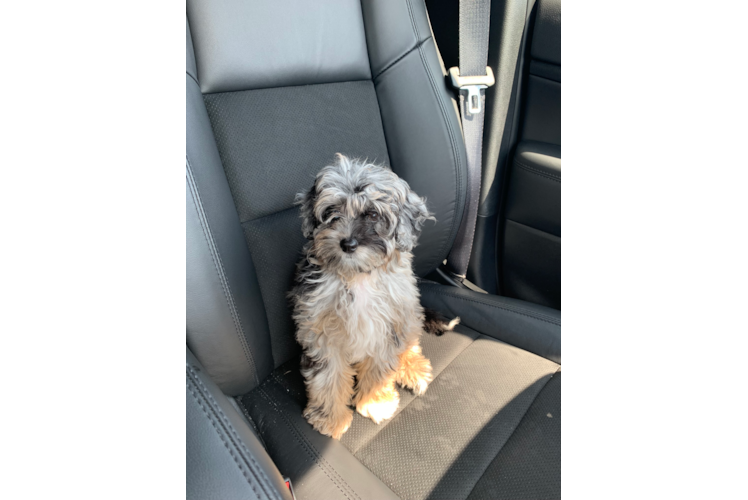 Sweet Mini Aussiedoodle Baby