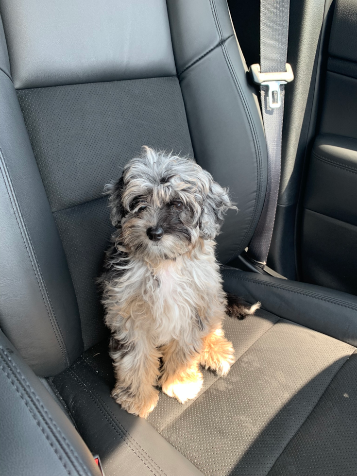 Mini Aussiedoodle Being Cute