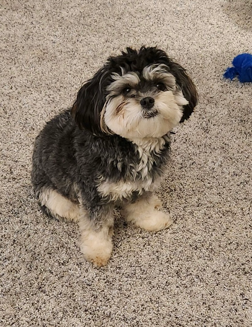 Shih Poo Pup Being Cute