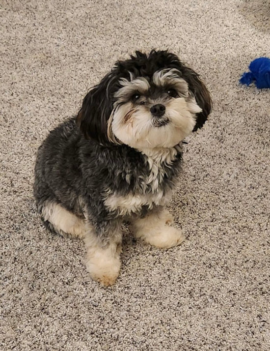 Energetic Shihpoo Poodle Mix Pup