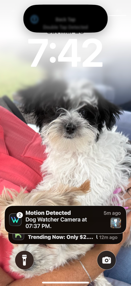 Playful Morkshire Terrier Designer Pup
