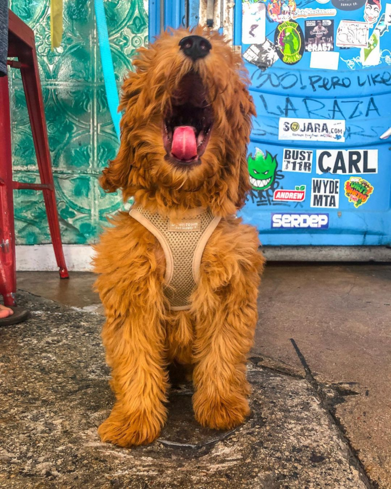 Hypoallergenic Golden Retriever Poodle Mix Pup