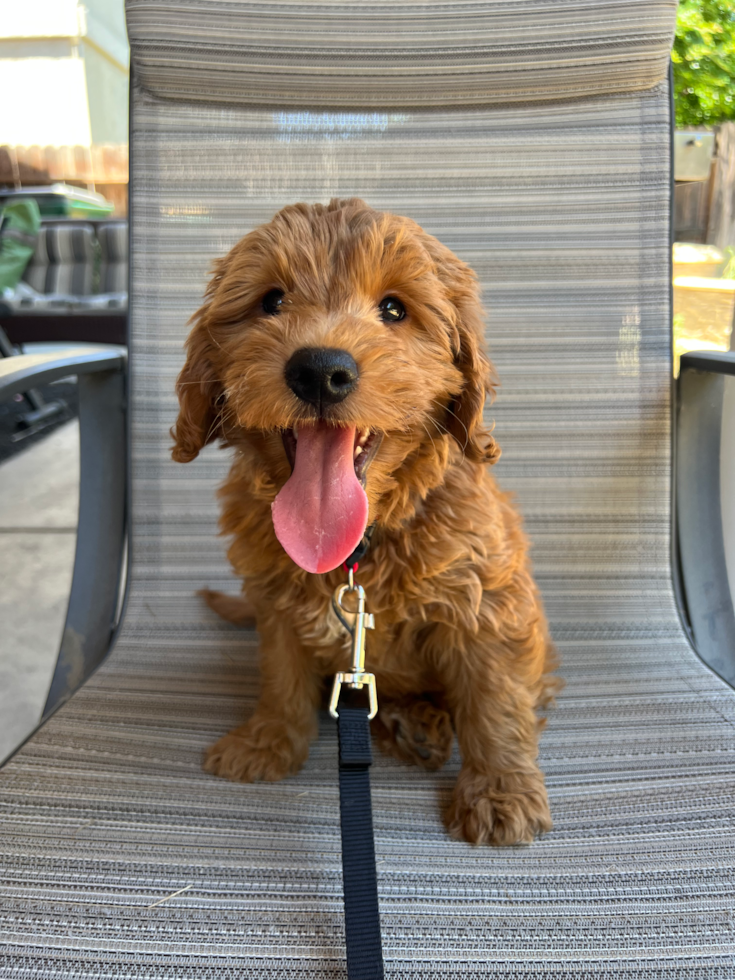 Happy Mini Goldendoodle Pup in