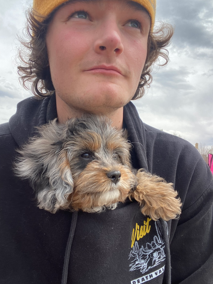 Friendly Cavapoo Pup in