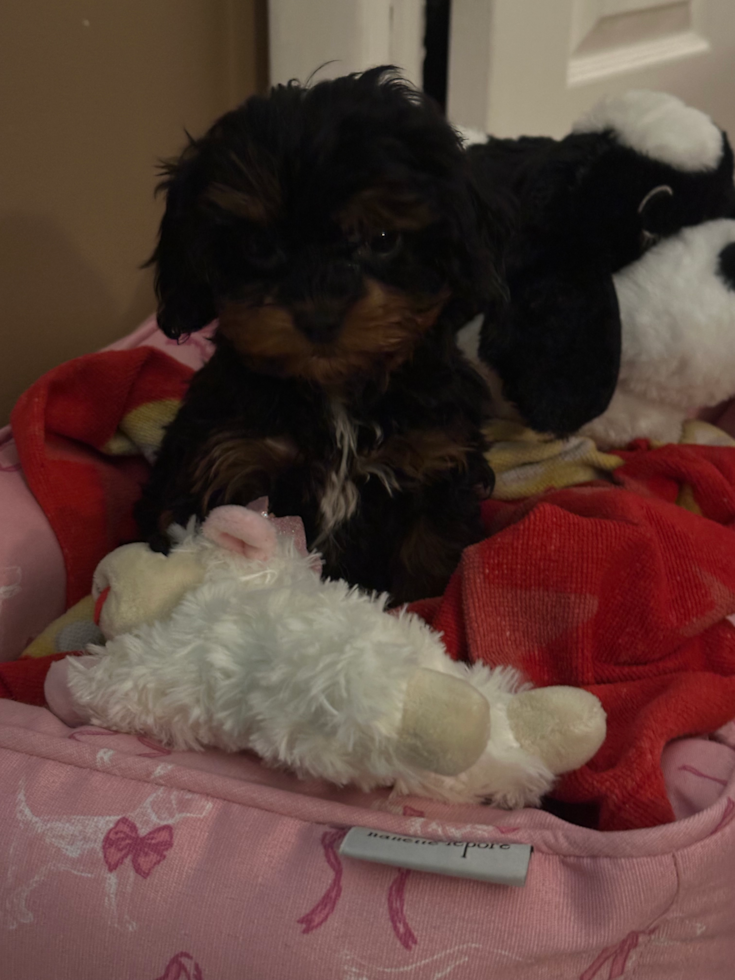 Cavapoo Pup