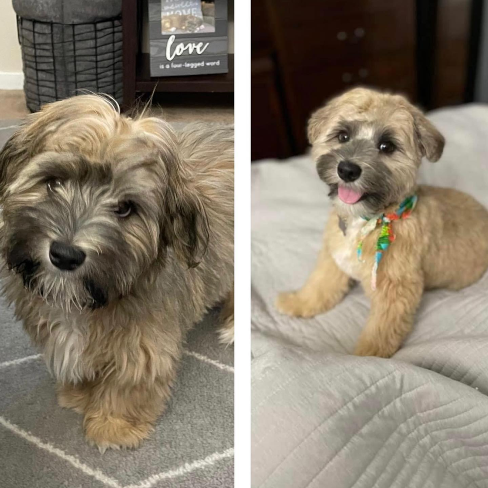 Happy Havanese Pup in MILAN MI