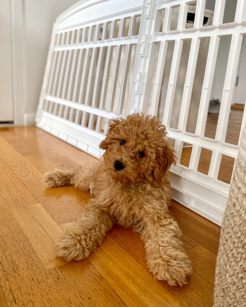 New York Mini Goldendoodle Pup