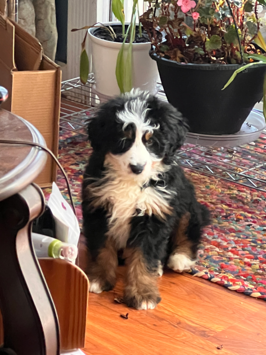 Friendly Mini Bernedoodle Pup