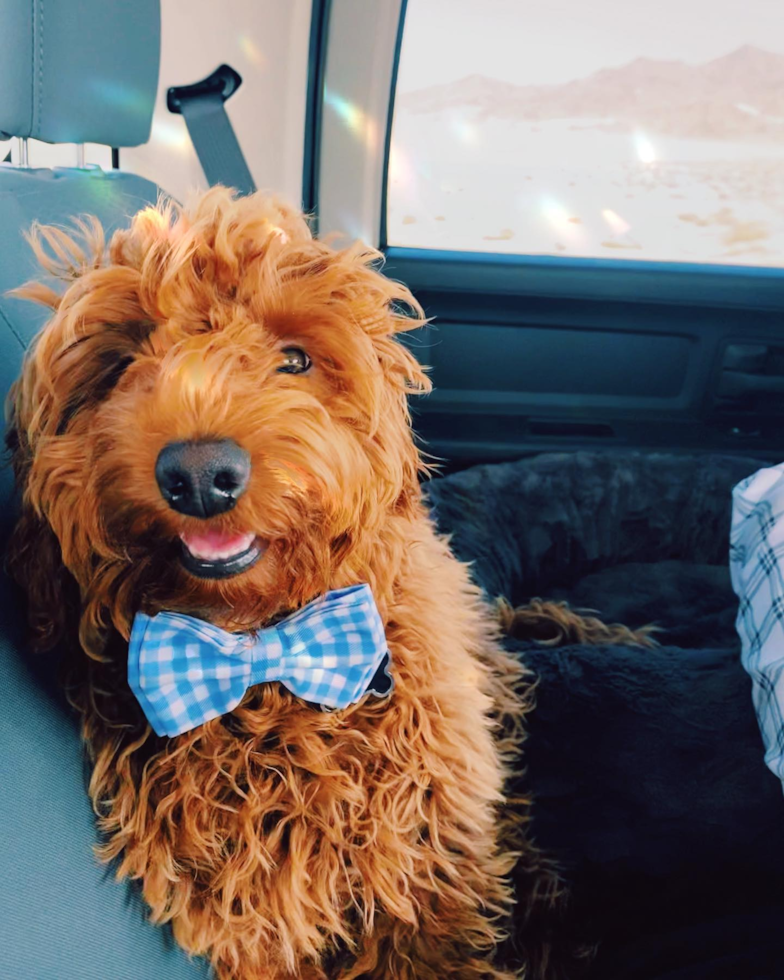 Sweet Mini Goldendoodle Pup