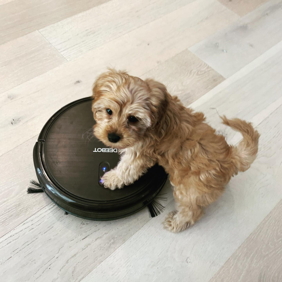 Sweet Cavapoo Pup