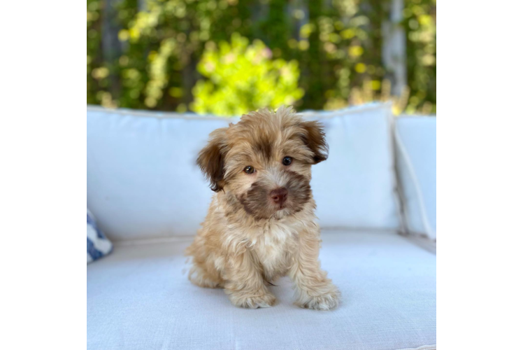 Playful Havadoodle Poodle Mix Puppy