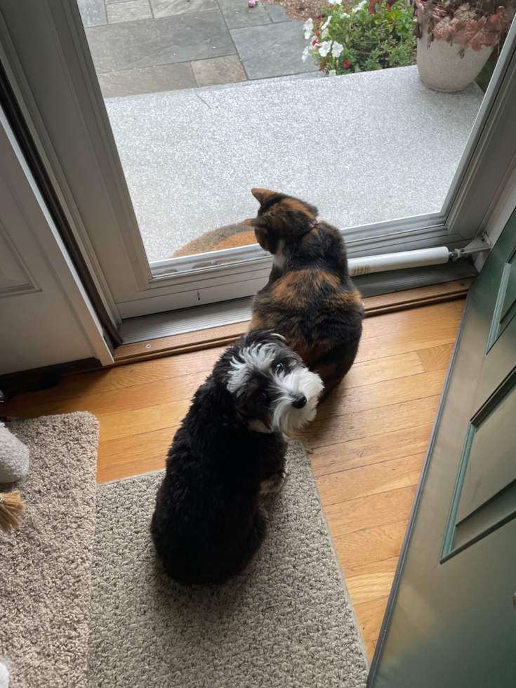 Small Mini Aussiedoodle Pup in