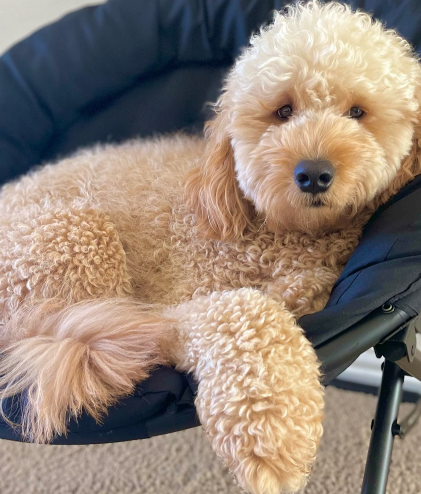 Hypoallergenic Golden Retriever Poodle Mix Pup