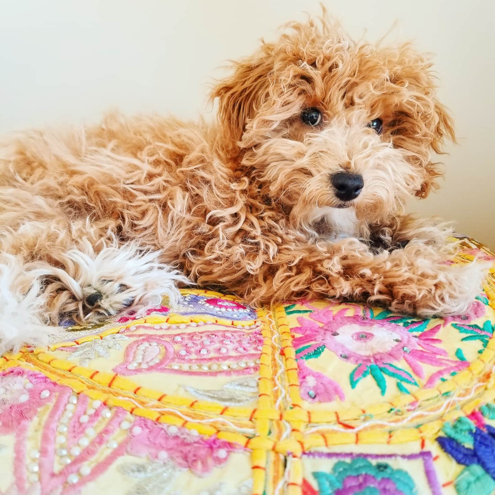 Fresno Maltipoo Pup