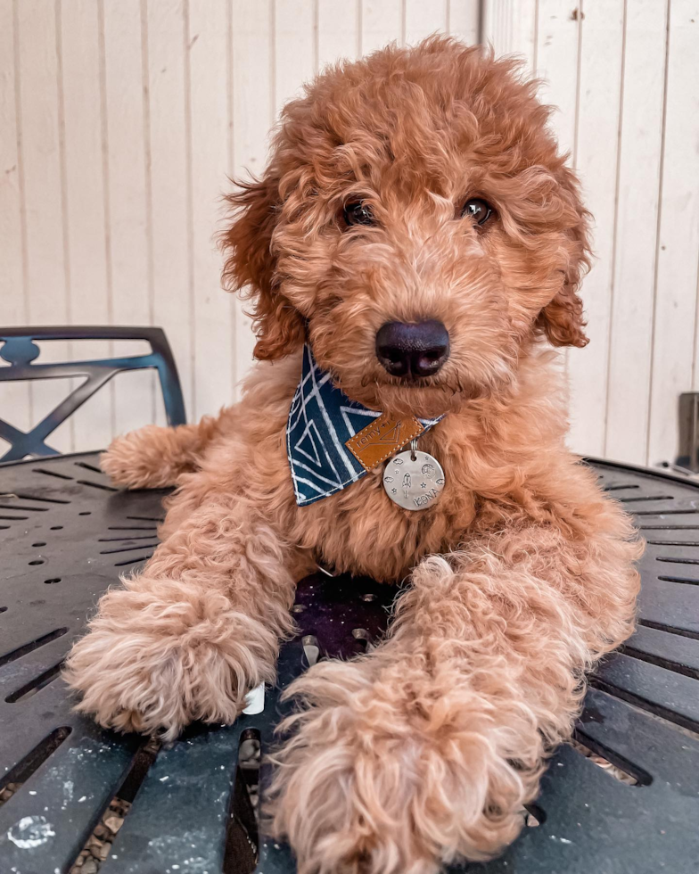 Friendly Mini Goldendoodle Pup