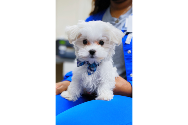 Popular Maltese Purebred Pup