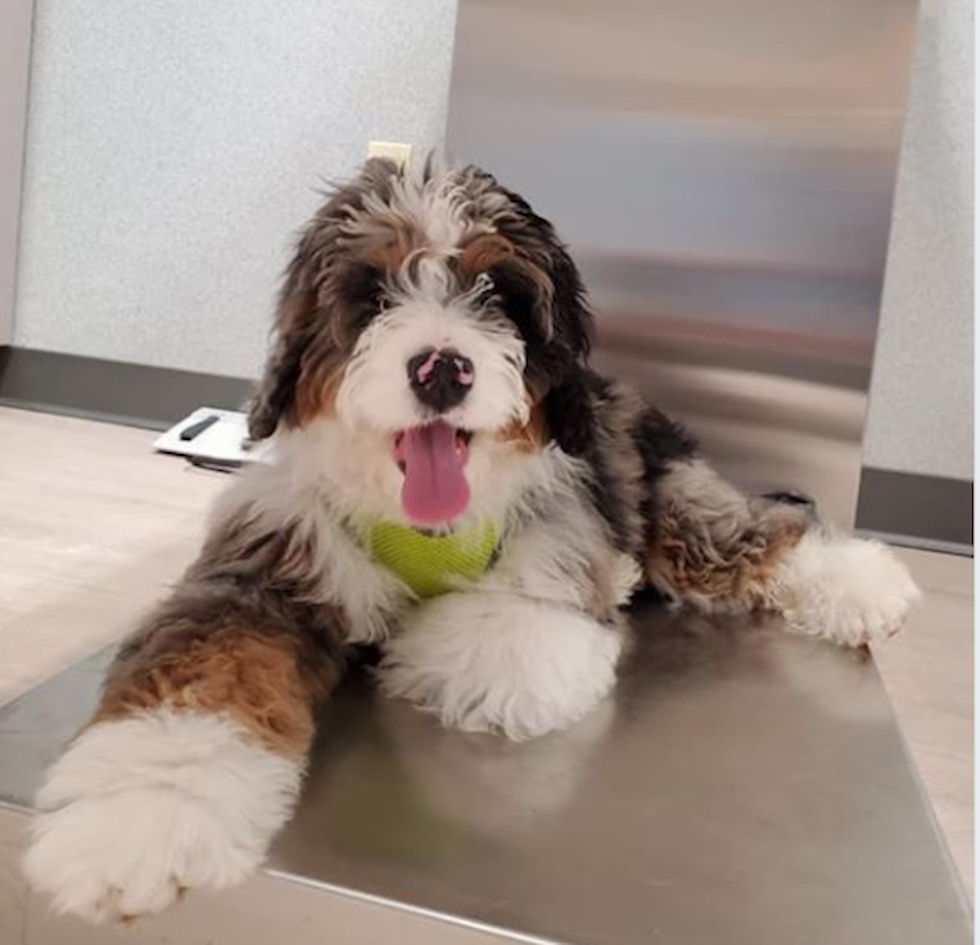 Playful Bernadoodle Poodle Mix Pup