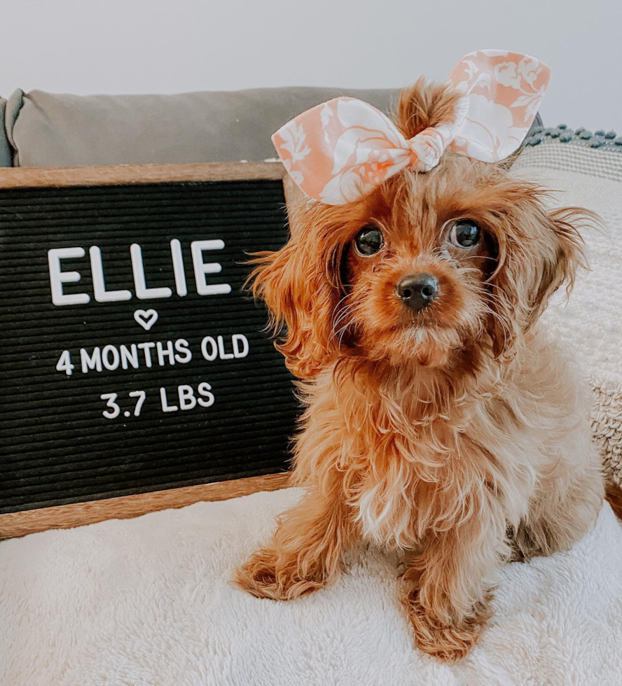 Small Cavapoo Pup