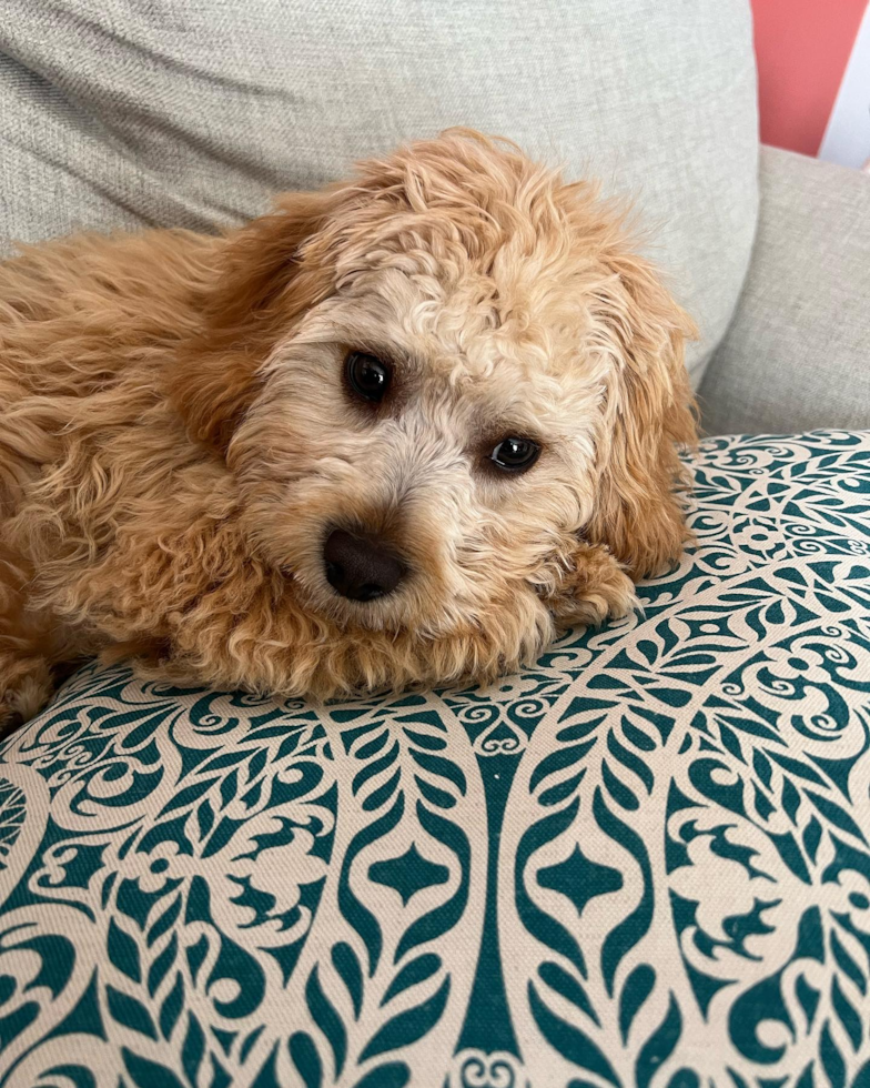 Laurel Cavapoo Pup