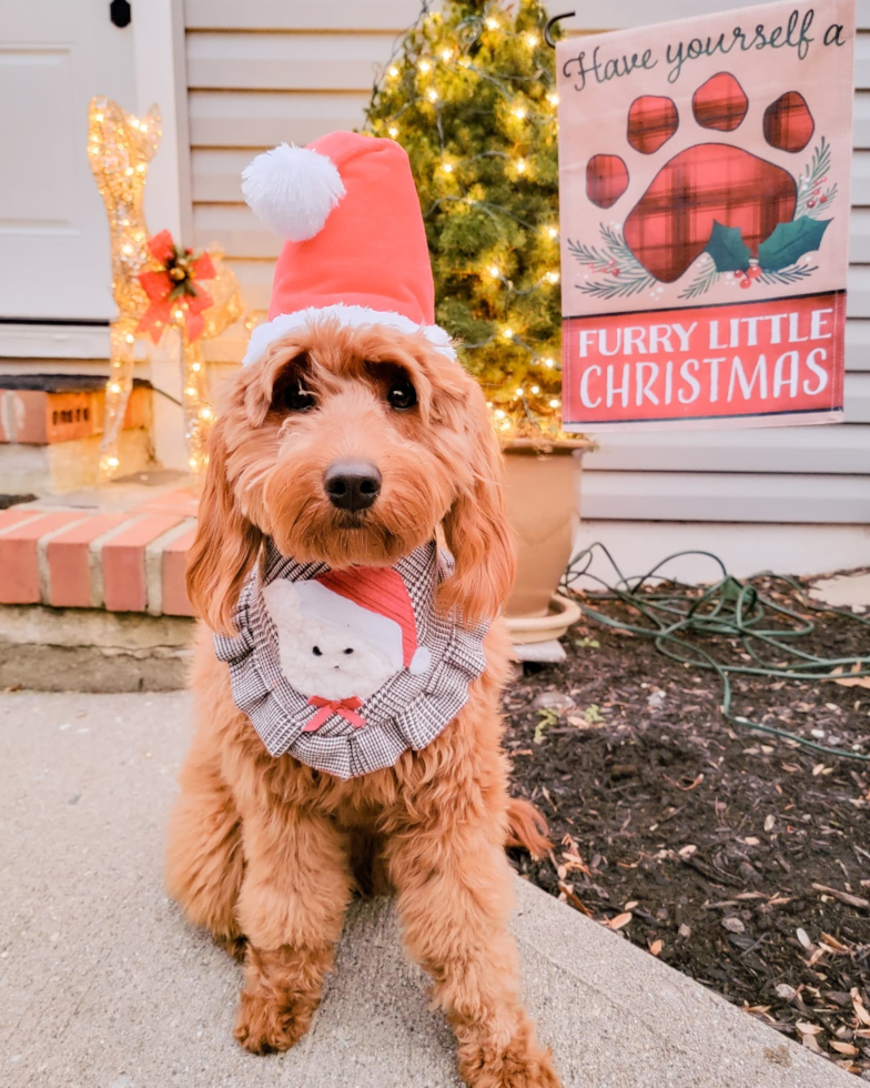 Hypoallergenic Golden Retriever Poodle Mix Pup