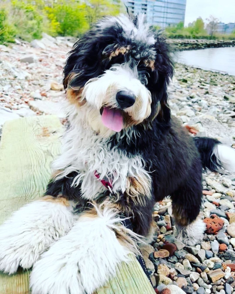 Happy Mini Bernedoodle Pup