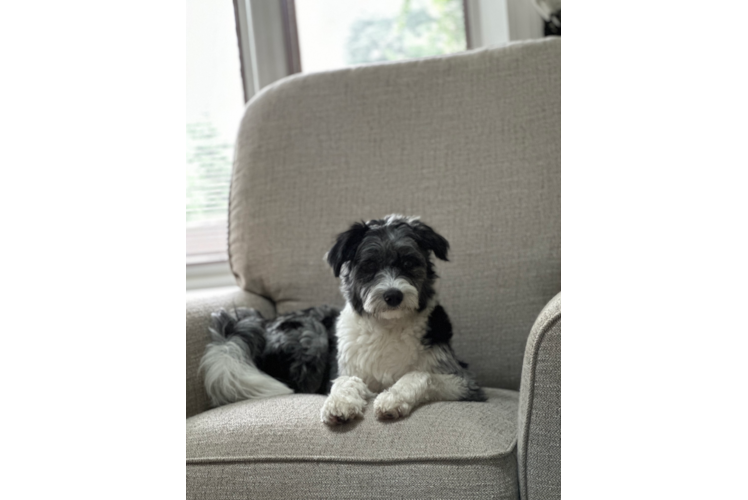 Little Aussiepoo Poodle Mix Puppy