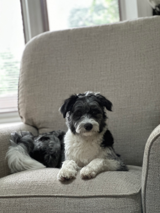 Mini Aussiedoodle Being Cute