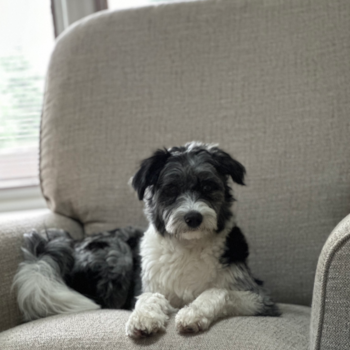 Mini Aussiedoodle Being Cute