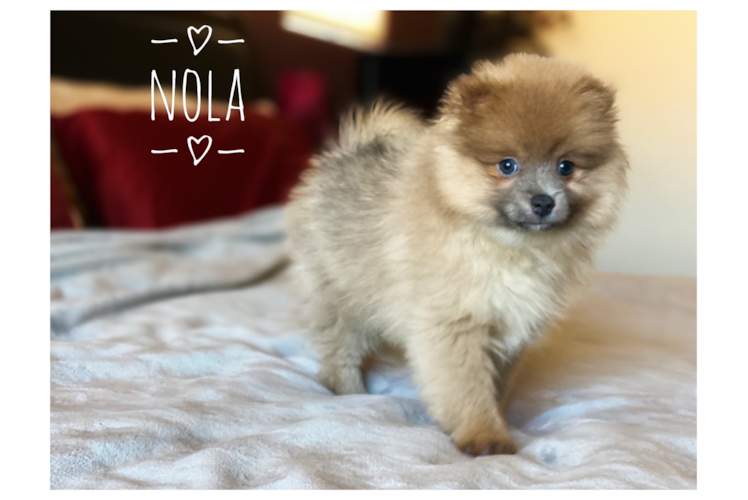 Hypoallergenic Pomeranian Purebred Pup