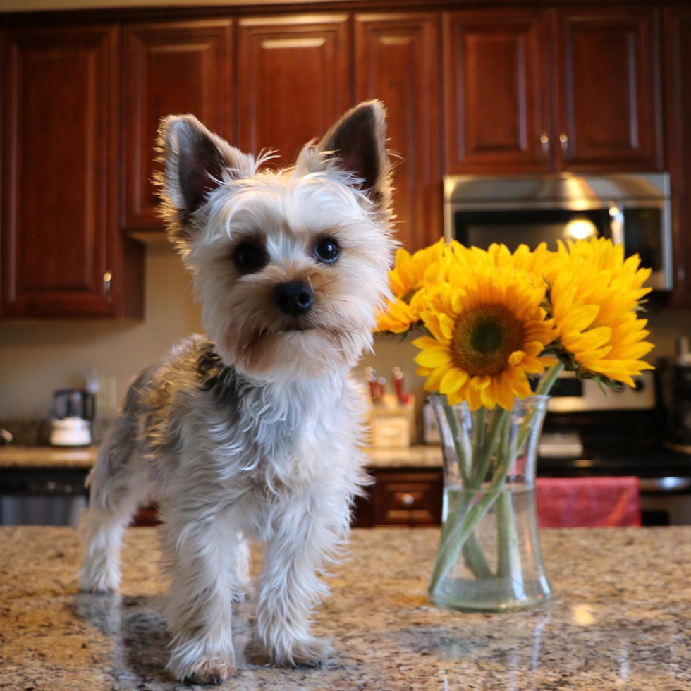 Sweet Yorkie Purebred Pup