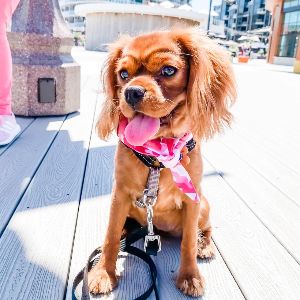 Energetic Cavalier King Charles Spaniel Purebred Pup