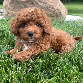 Cavapoo Pup Being Cute