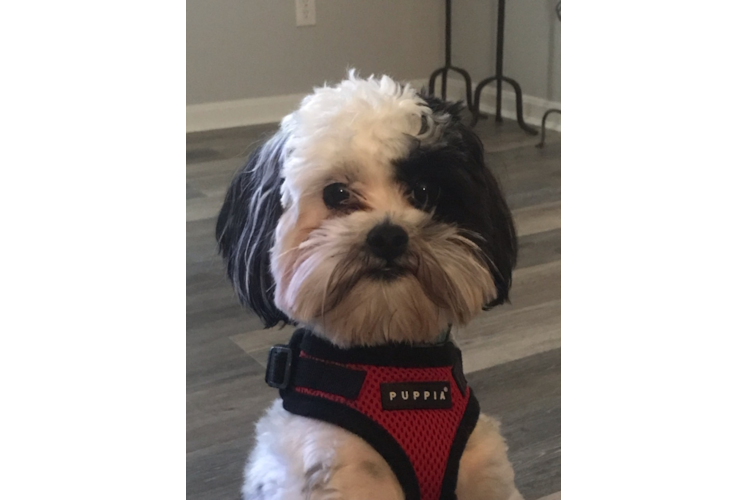 Playful Shih Poo Poodle Mix Puppy