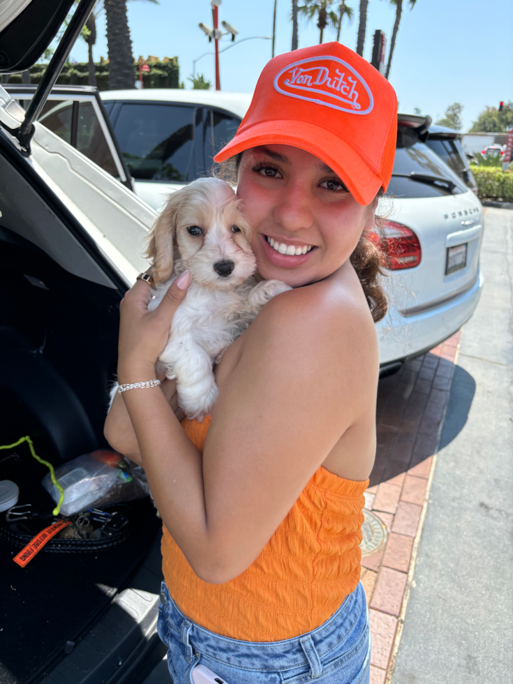 Energetic Cocker Doodle Poodle Mix Pup