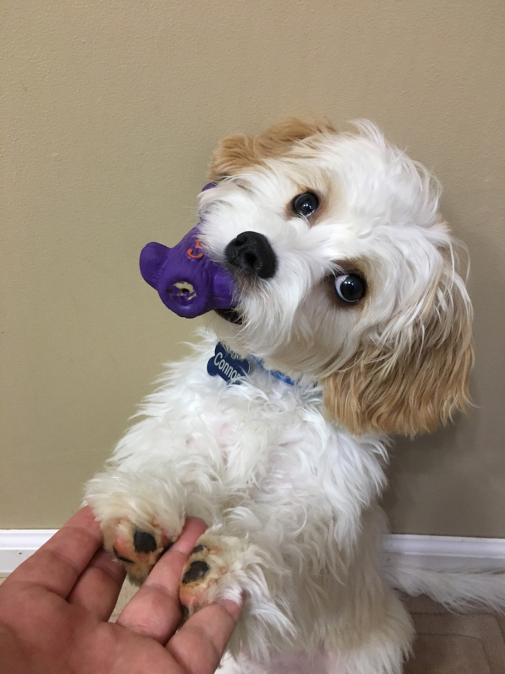 Cavachon Being Cute