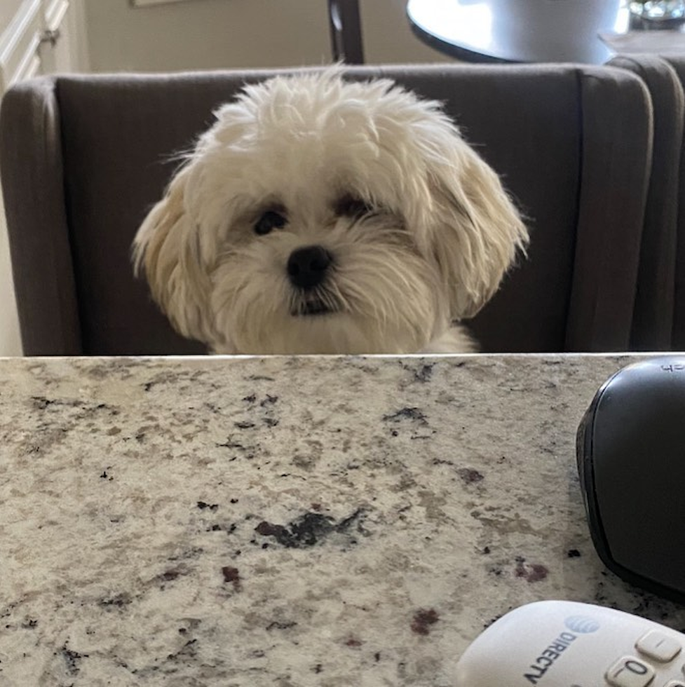 Friendly Teddy Bear Pup in Phoenix AZ