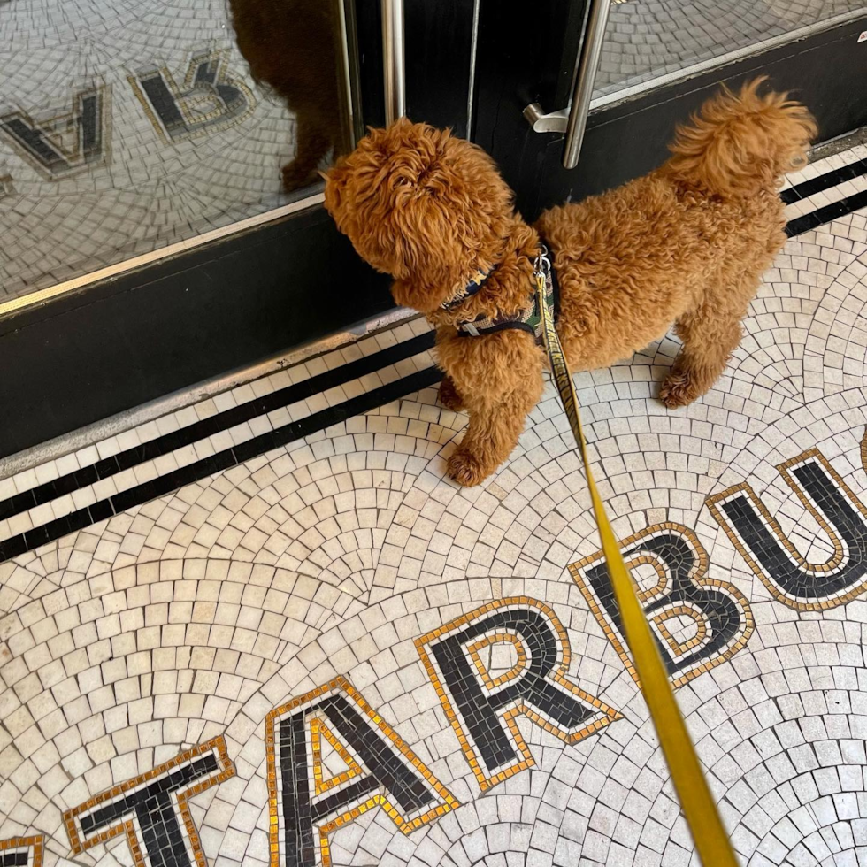 Sweet Mini Goldendoodle Pup