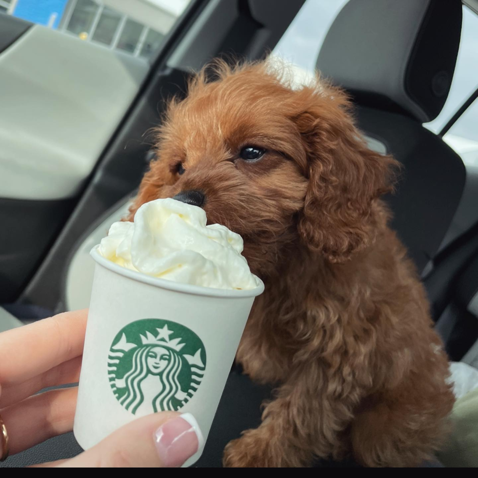 Popular Cavapoo Poodle Mix Pup