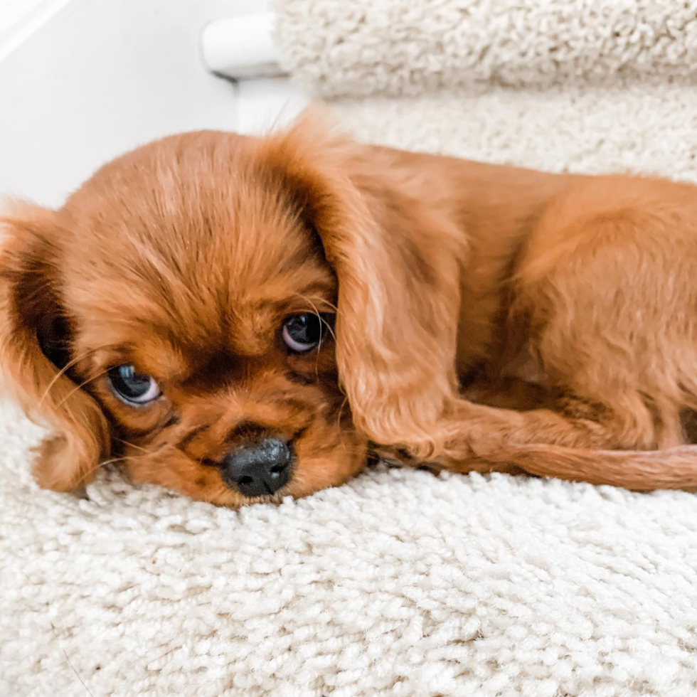 Happy Cavalier King Charles Spaniel Pup in Fort Lee NJ