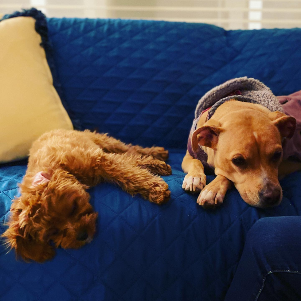 Funny Cavapoo Poodle Mix Pup