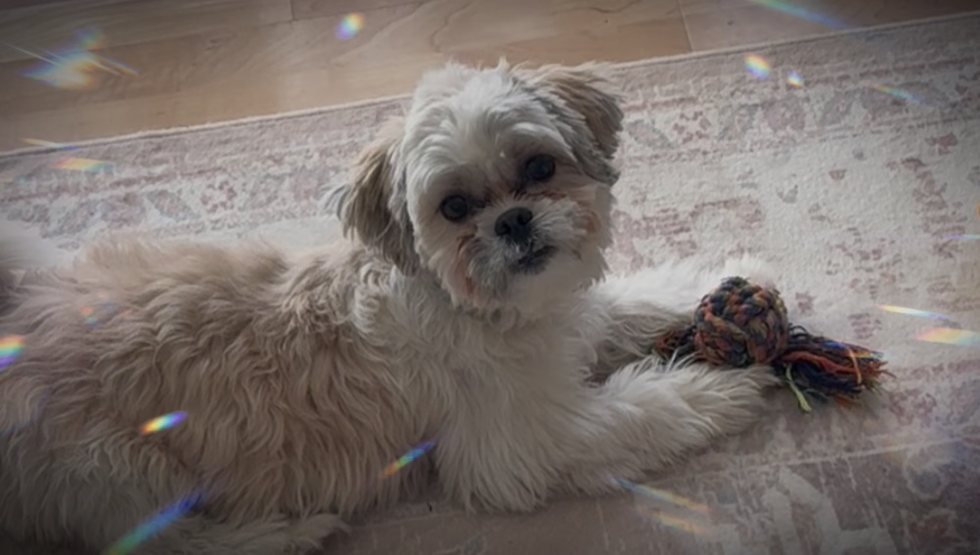 Playful Shit Designer Pup