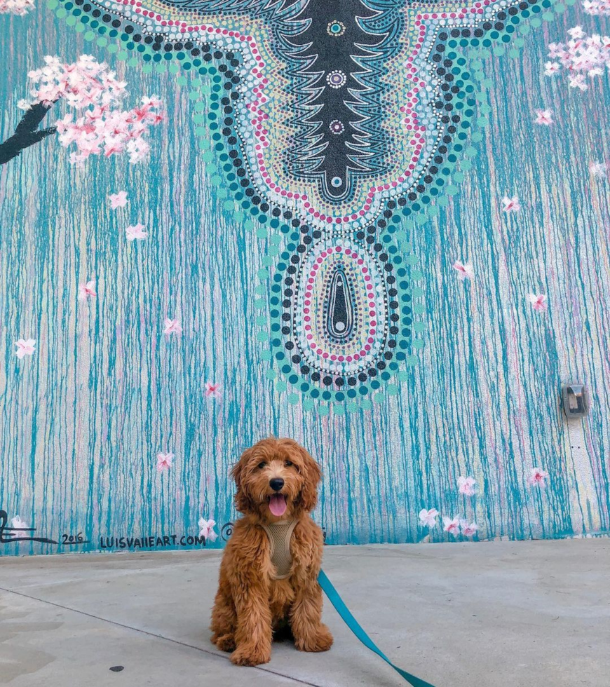 Miami Beach Mini Goldendoodle Pup