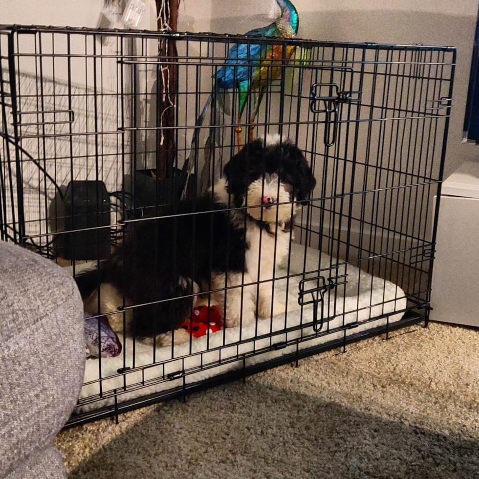 TEMPE Mini Sheepadoodle Pup