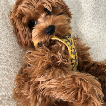 Energetic Cavoodle Poodle Mix Pup