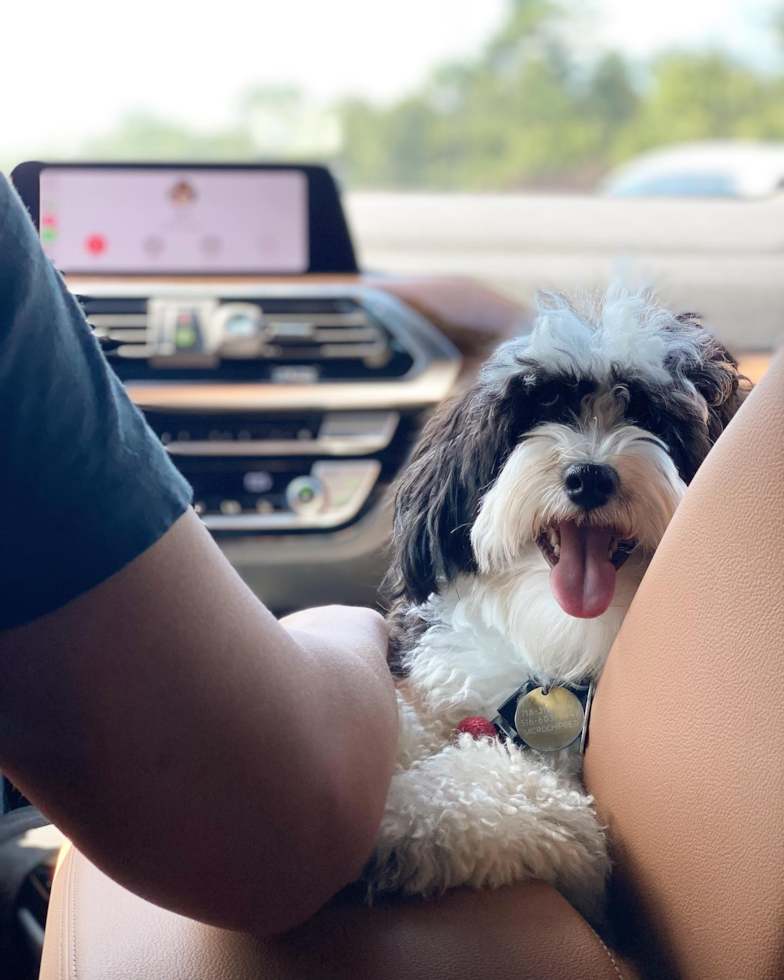 Havanese Being Cute