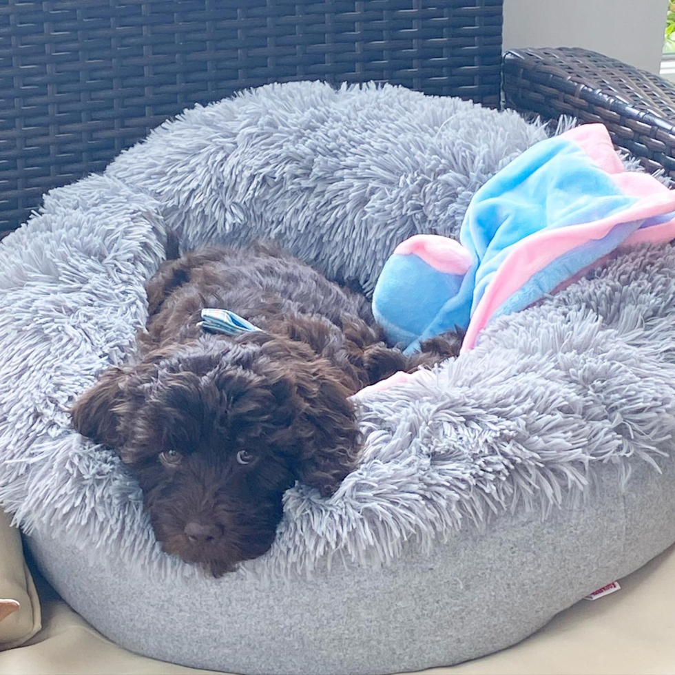 Happy Mini Goldendoodle Pup