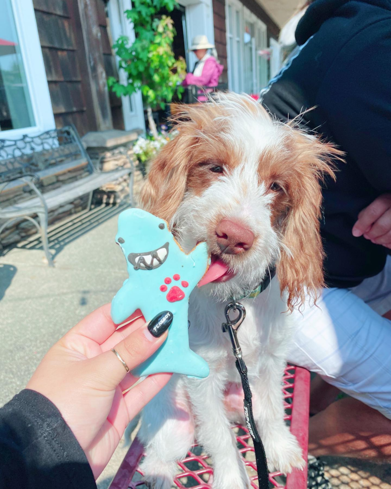 Popular Mini Labradoodle Poodle Mix Pup