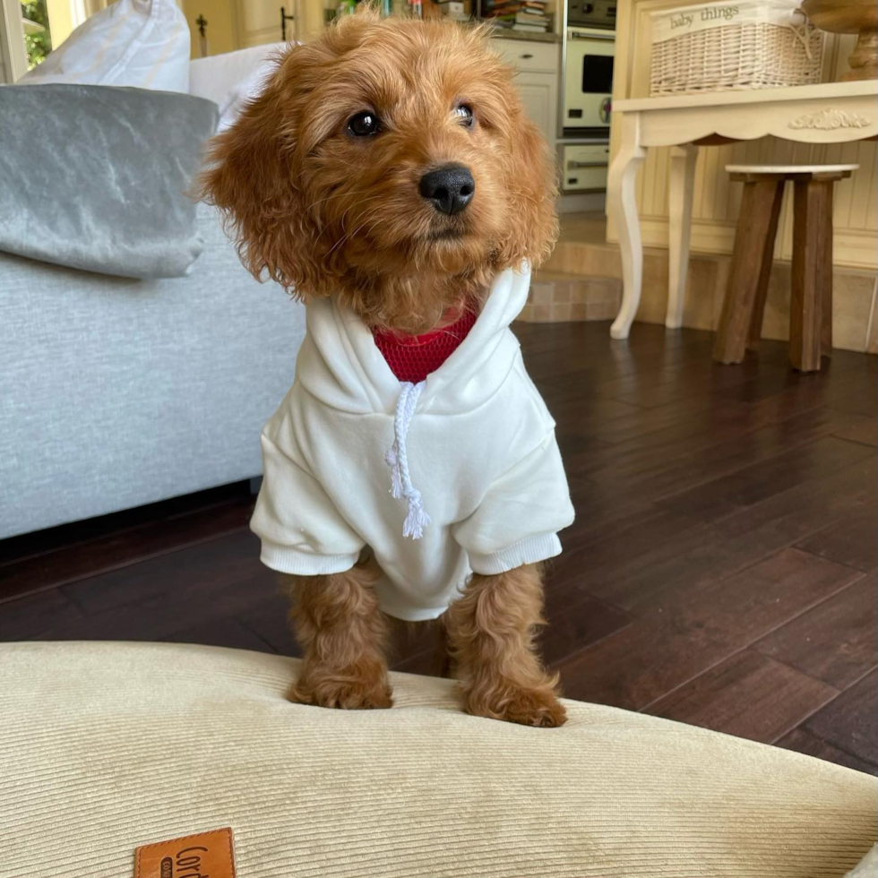 Cute Mini Goldendoodle Pup